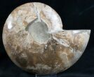 Beautiful Choffaticeras Ammonite - Half #7577-3